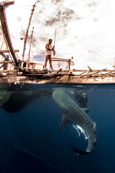 Cetcápa és a halász