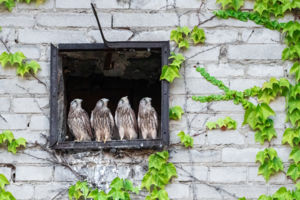 Vércse tesók Vércse tesók