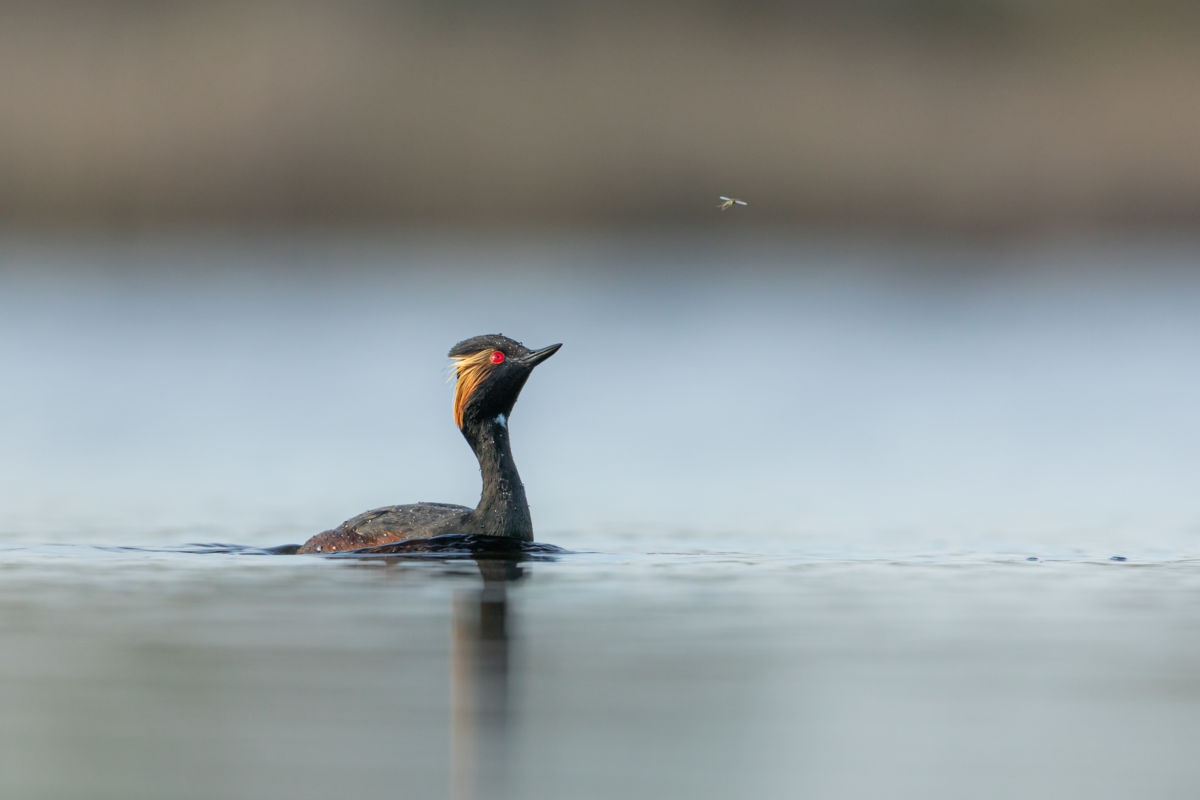 Gyenti-Kálvin Kinga