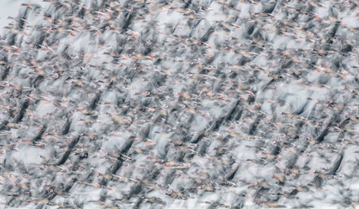 Szakolczai Krisztina