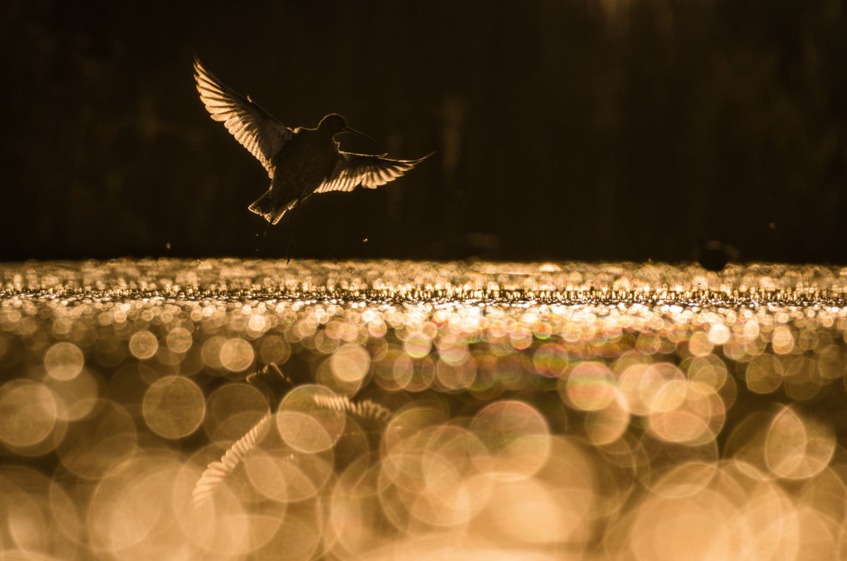 Szakolczai Krisztina