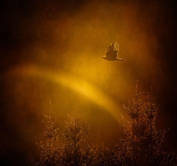 Szirti sas aranyfényben