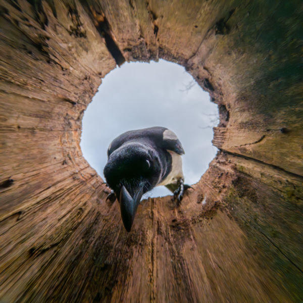 Csőrmester körülnéz