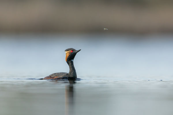 A vöcsök és a szúnyog