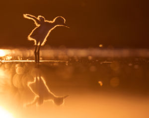 Szárnypróbálgatások