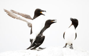 Third wheel Third wheel