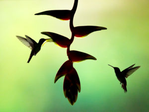 Édes Élet Édes Élet