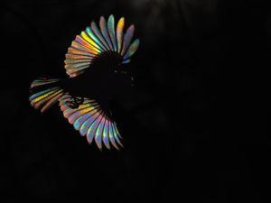 Komplementer színek