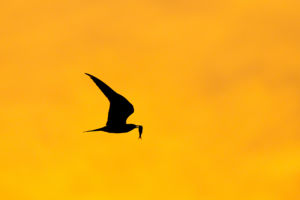 Küszt vágó küszvágó