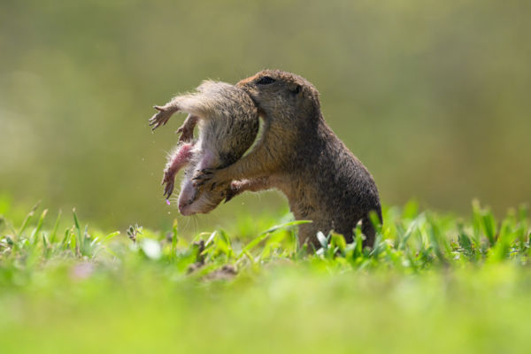 Felforgató anyai szeretet