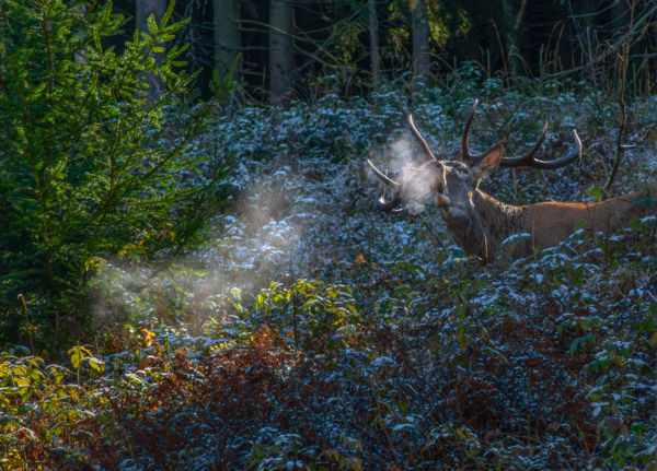 Zengenek a gyergyói havasok!