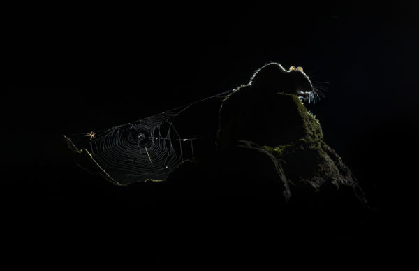 Rejtett feszültség