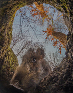 Vadon szeme Vadon szeme