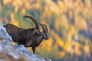 Ősz az Alpokban. Ősz az Alpokban.