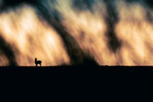 A felügyelő A felügyelő