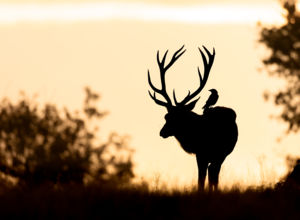 Über Szarvas Über Szarvas