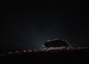 Hódvágta Hódvágta