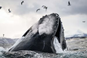 Levego utan kapva Levego utan kapva