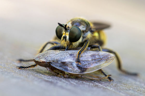 A rablólégy ebédje