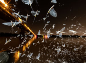 Augusztusi Angyalok Augusztusi Angyalok