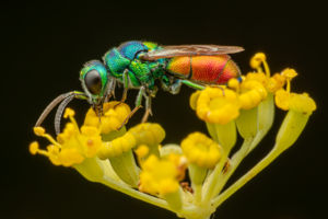 aranypajzsú fémdarázs