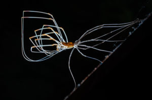 A vedlés geometriája