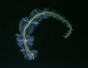 Fénybe vésett mozdulat Fénybe vésett mozdulat