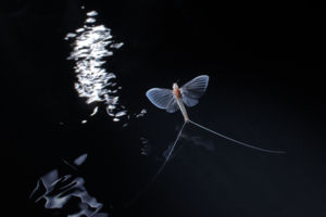 Angyali tánc Angyali tánc