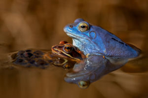 Béka nász Béka nász