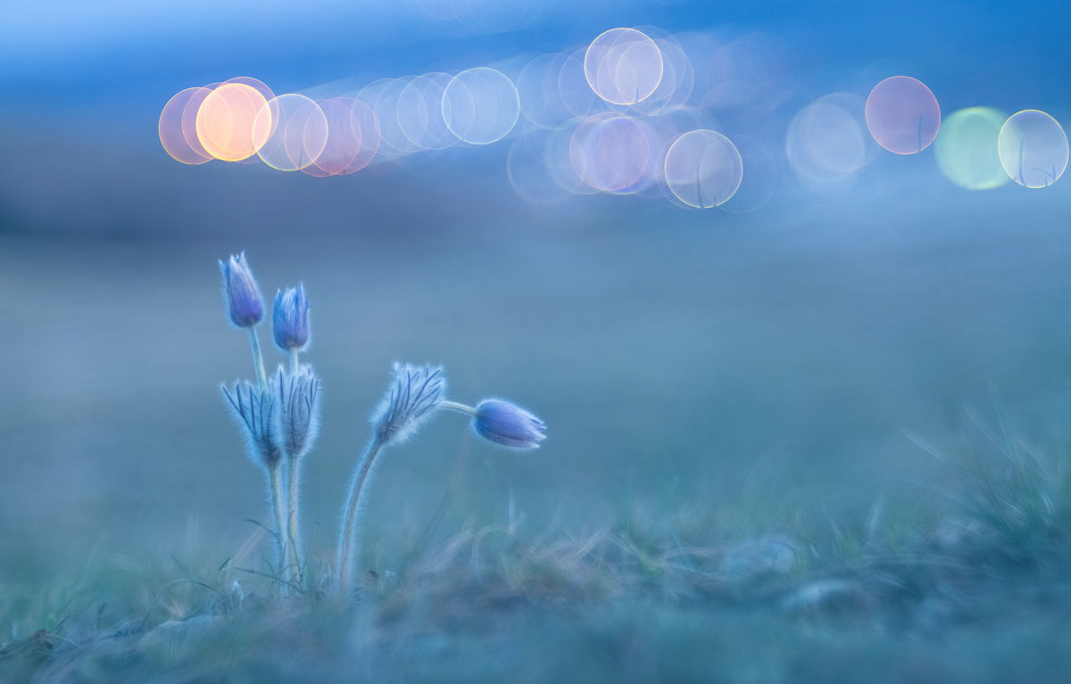 Szakolczai Krisztina