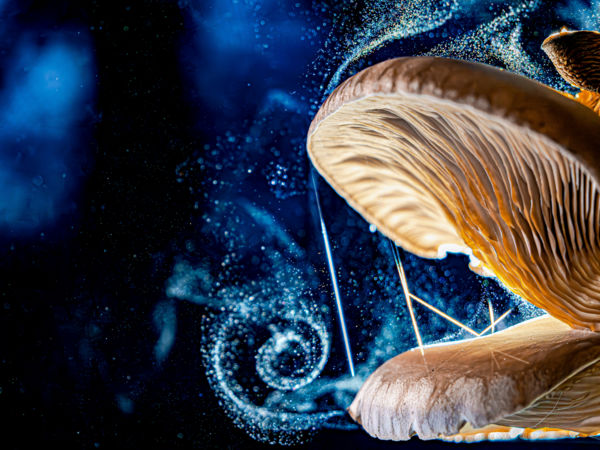 Gyöngyök forgataga