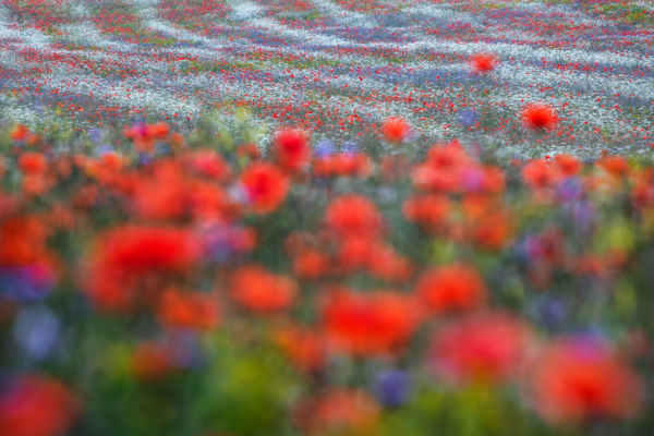 Réti színmintázat