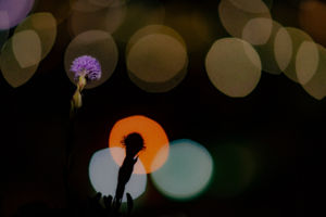 Táncoló fények, csendes virágzás Táncoló fények, csendes virágzás