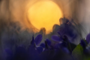 Ibolyán túli sugárzás Ibolyán túli sugárzás