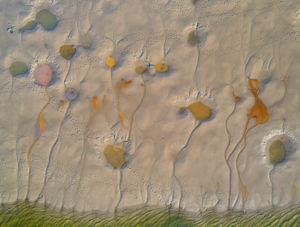 A kiszáradt tó virágai