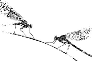 Hiányos öltözet Hiányos öltözet