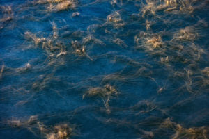 Kérész szociometria Kérész szociometria