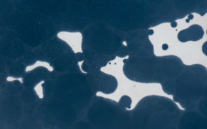 Hozd vissza kiskutyám!