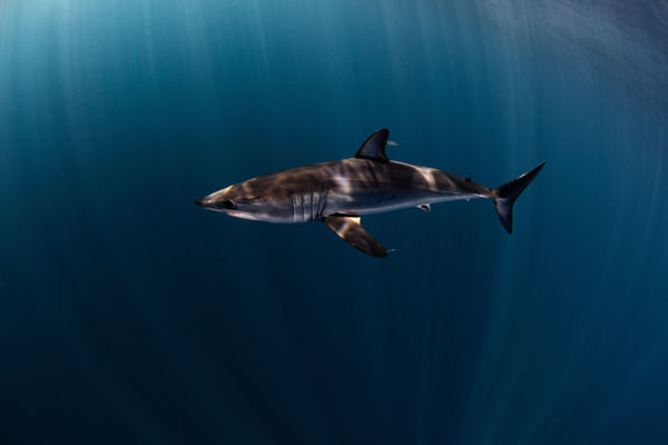 Mako In the Blue