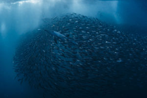 Szardínia rajzás Szardínia rajzás