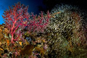 Korallok Indonéziában