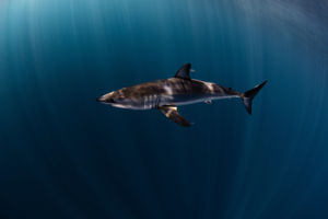 Mako In the Blue