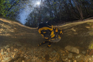 Kétéltű... Kétéltű...