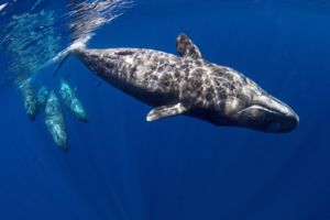 Mauriciuszi délután