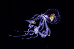 Élelem vagy védelem?