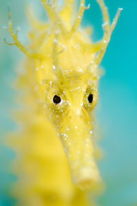 Sárga csikó Sárga csikó