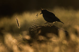 Trónra lépés Trónra lépés