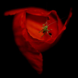 Örvényben Örvényben