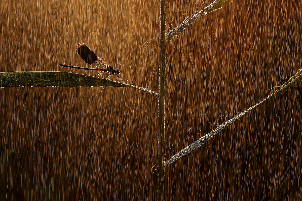 Sikeresen kezdték magyar fotósaink a WildArt Photographer of the Year fotópályázatot 2022-ben