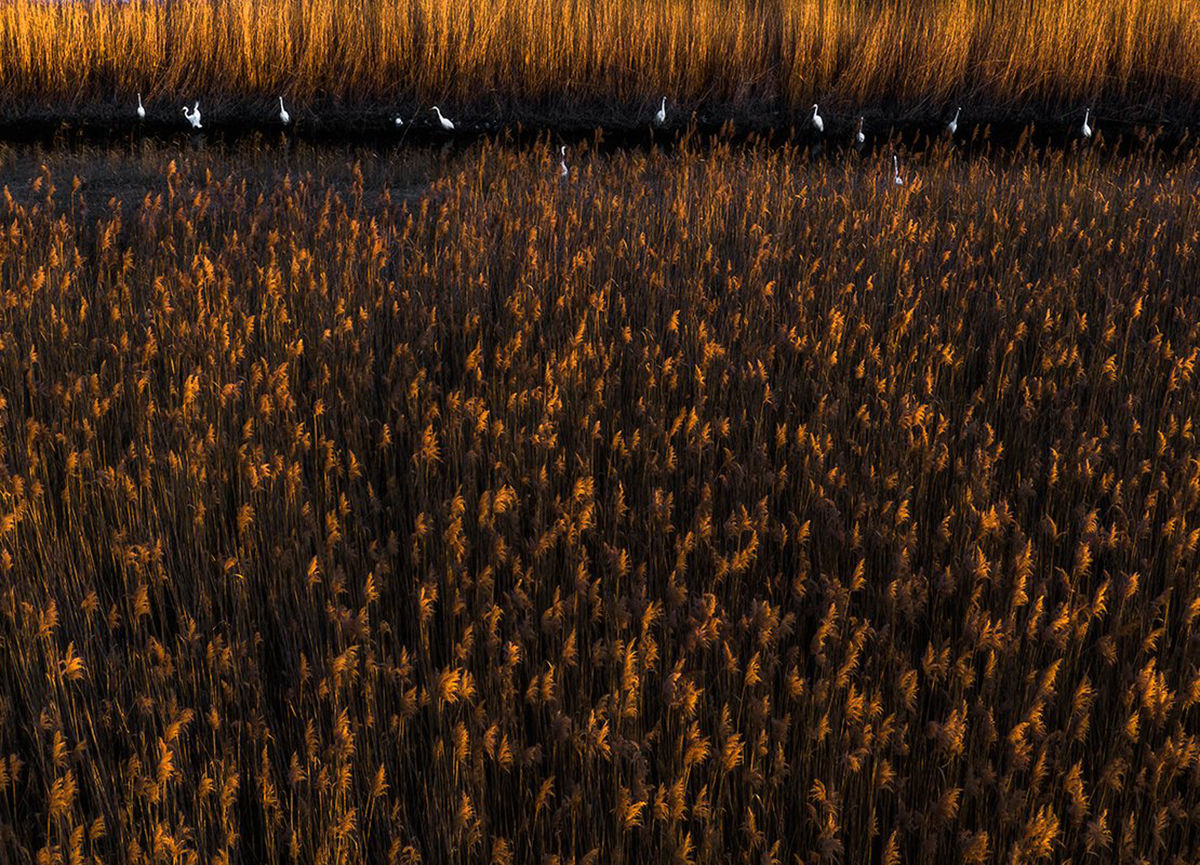 Nagy sikert arattak a magyar fotósok a WildArt Photographer of the Year fotópályázaton